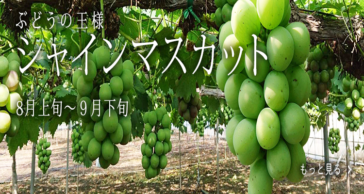 贈答用シャインマスカット